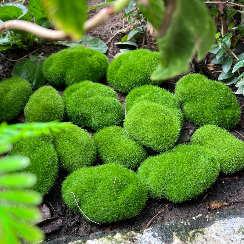 100/5PCS Kunstmatige Mossteen  - Sphagnum Moss Dry recensie en prijs