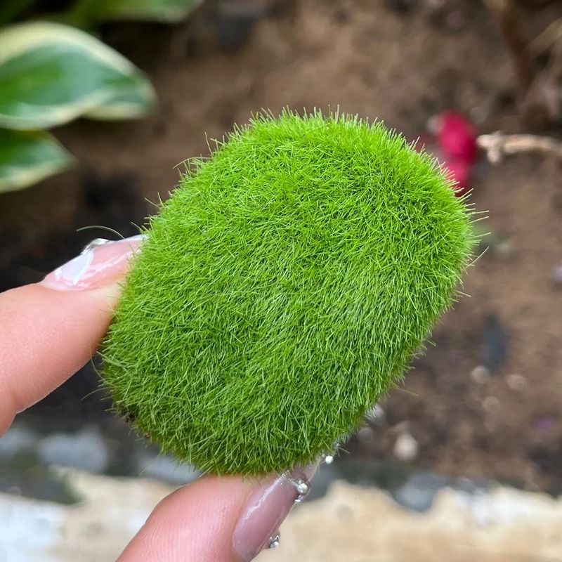 100/5PCS Kunstmatige Mossteen  - Sphagnum Moss Dry recensie en prijs